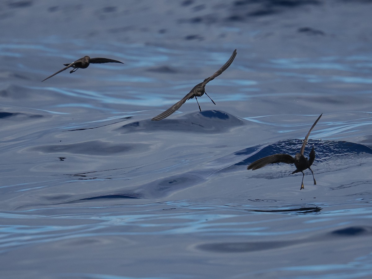 Wilson's Storm-Petrel - ML641729649