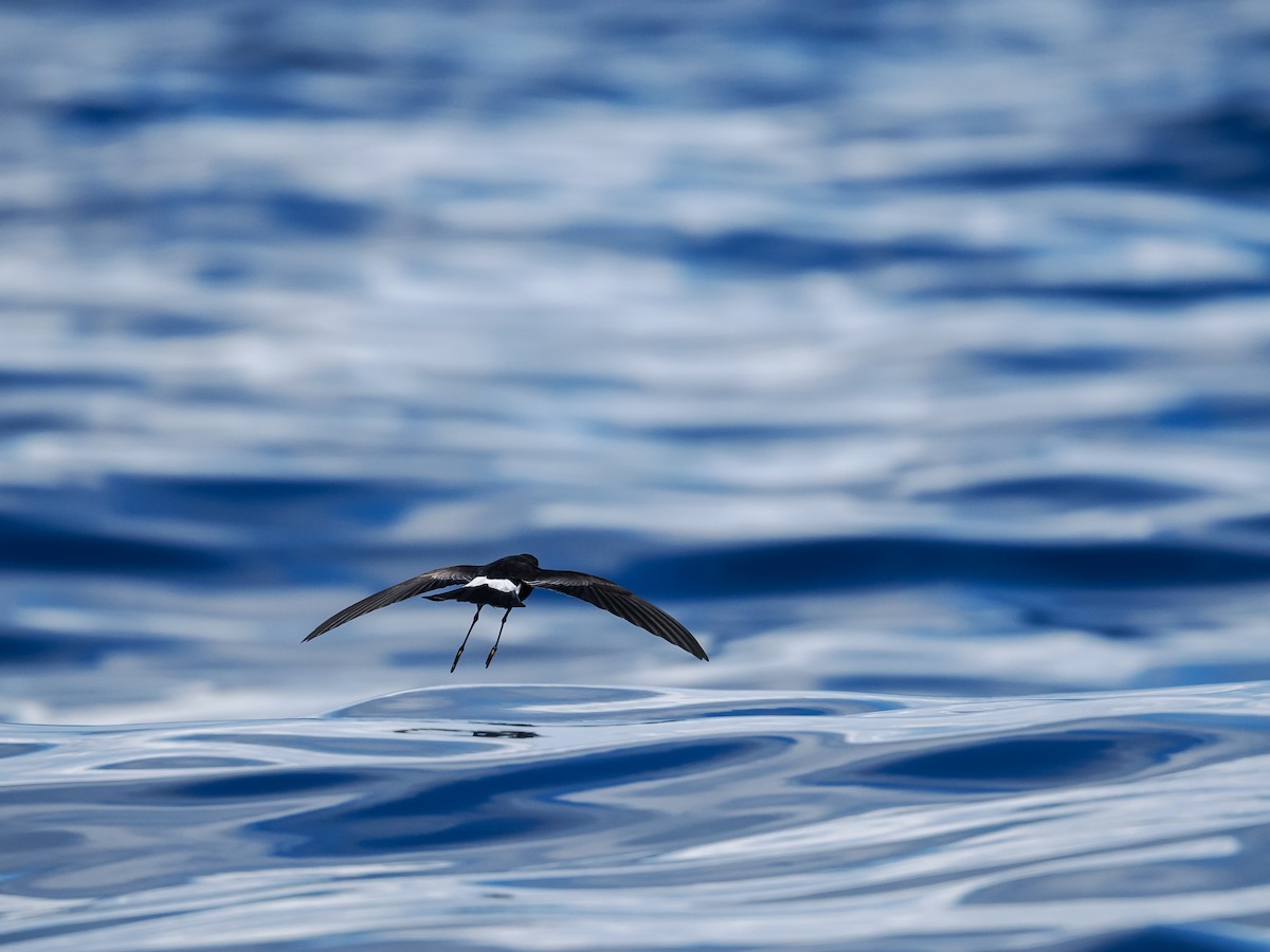 Wilson's Storm-Petrel - ML641729650