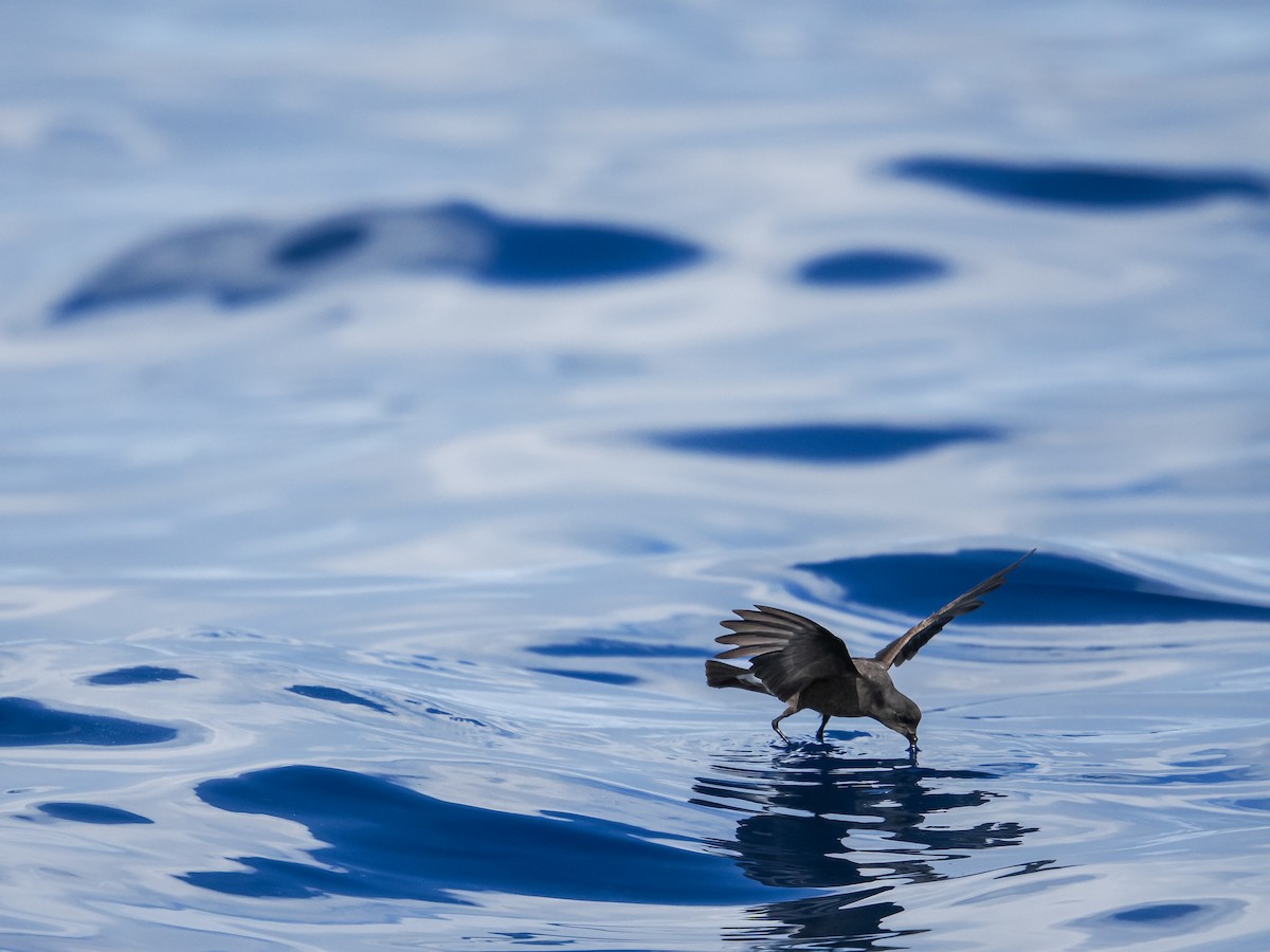 Wilson's Storm-Petrel - ML641729651