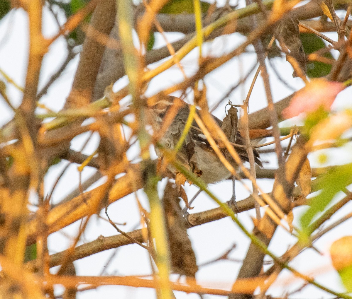 Brown-backed Scrub-Robin - ML641729678