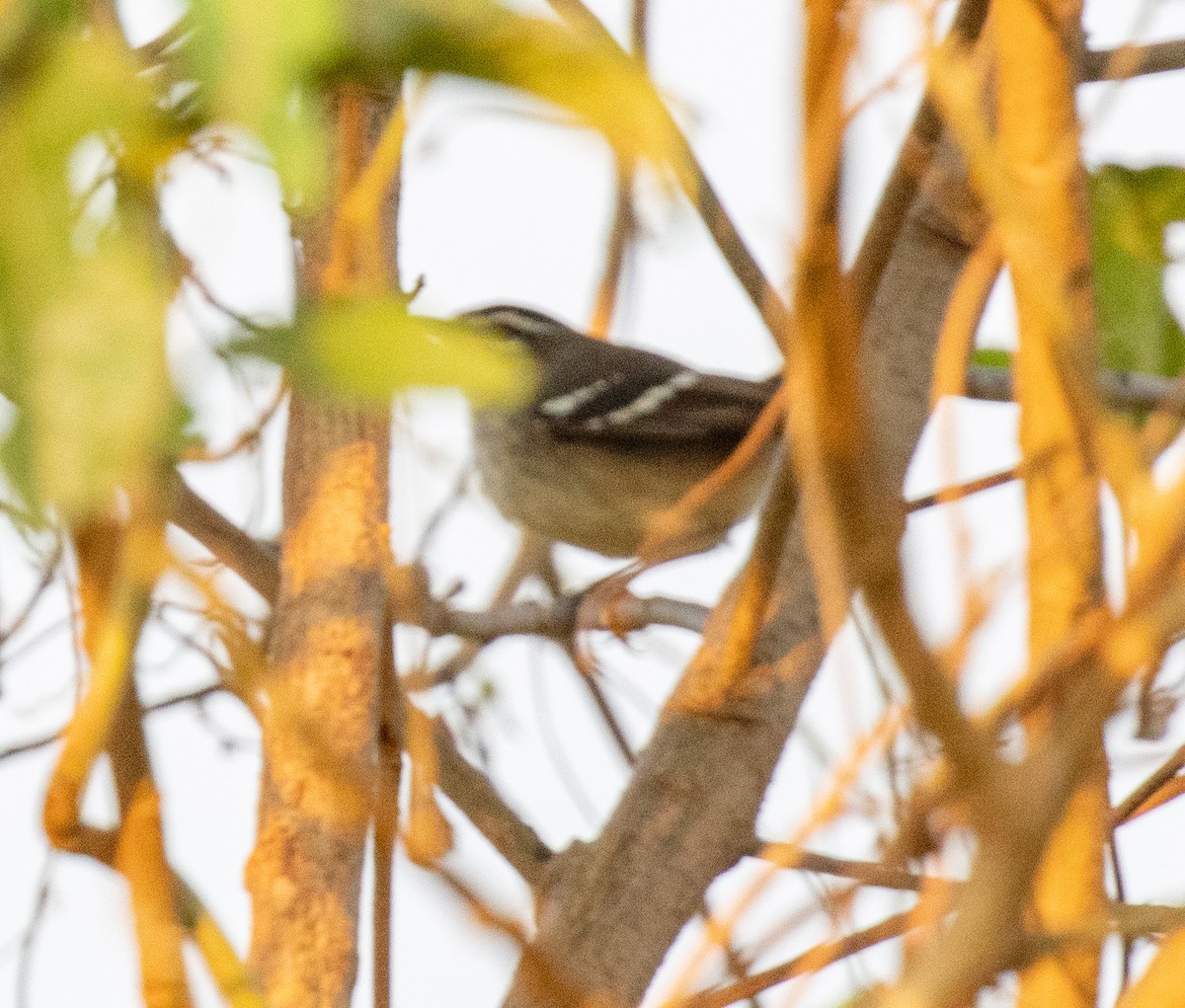 Brown-backed Scrub-Robin - ML641729681