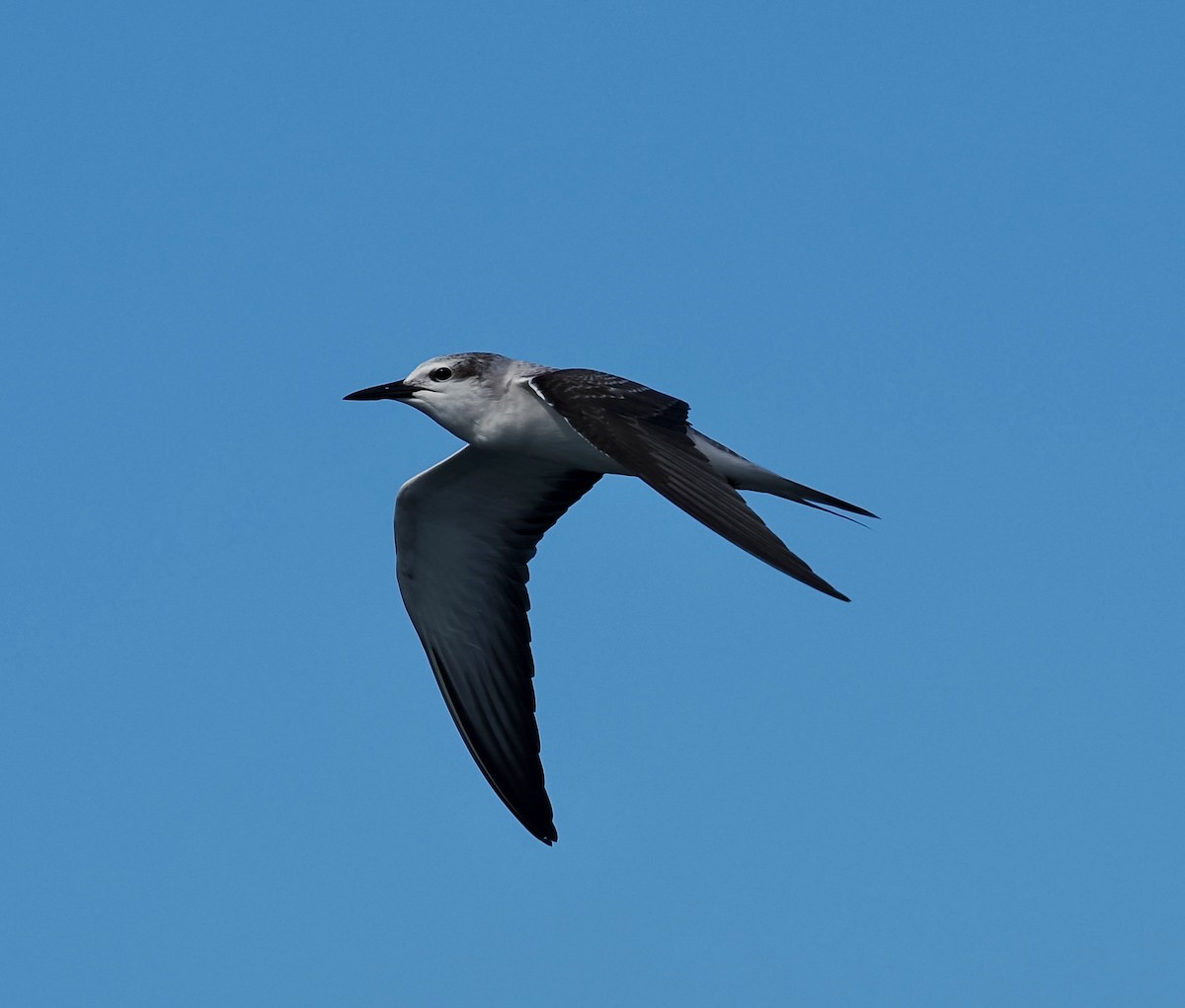 tøyleterne - ML641729725