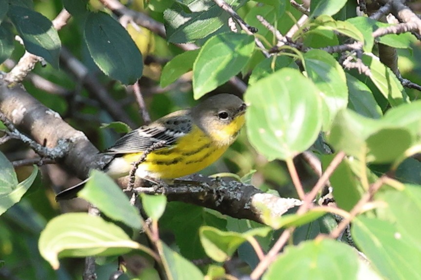 Magnolia Warbler - ML641729745