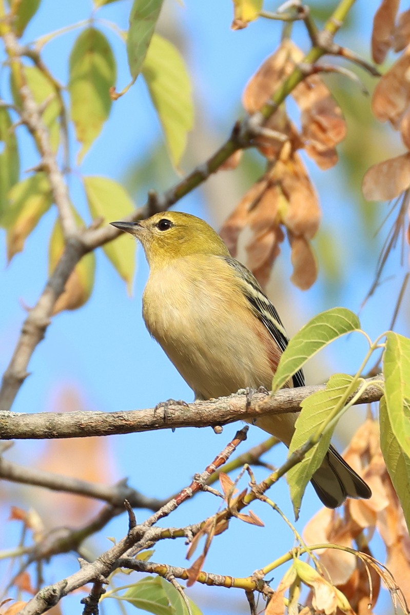 Bay-breasted Warbler - ML641729754