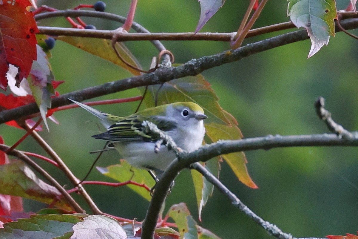 Chestnut-sided Warbler - ML641729760