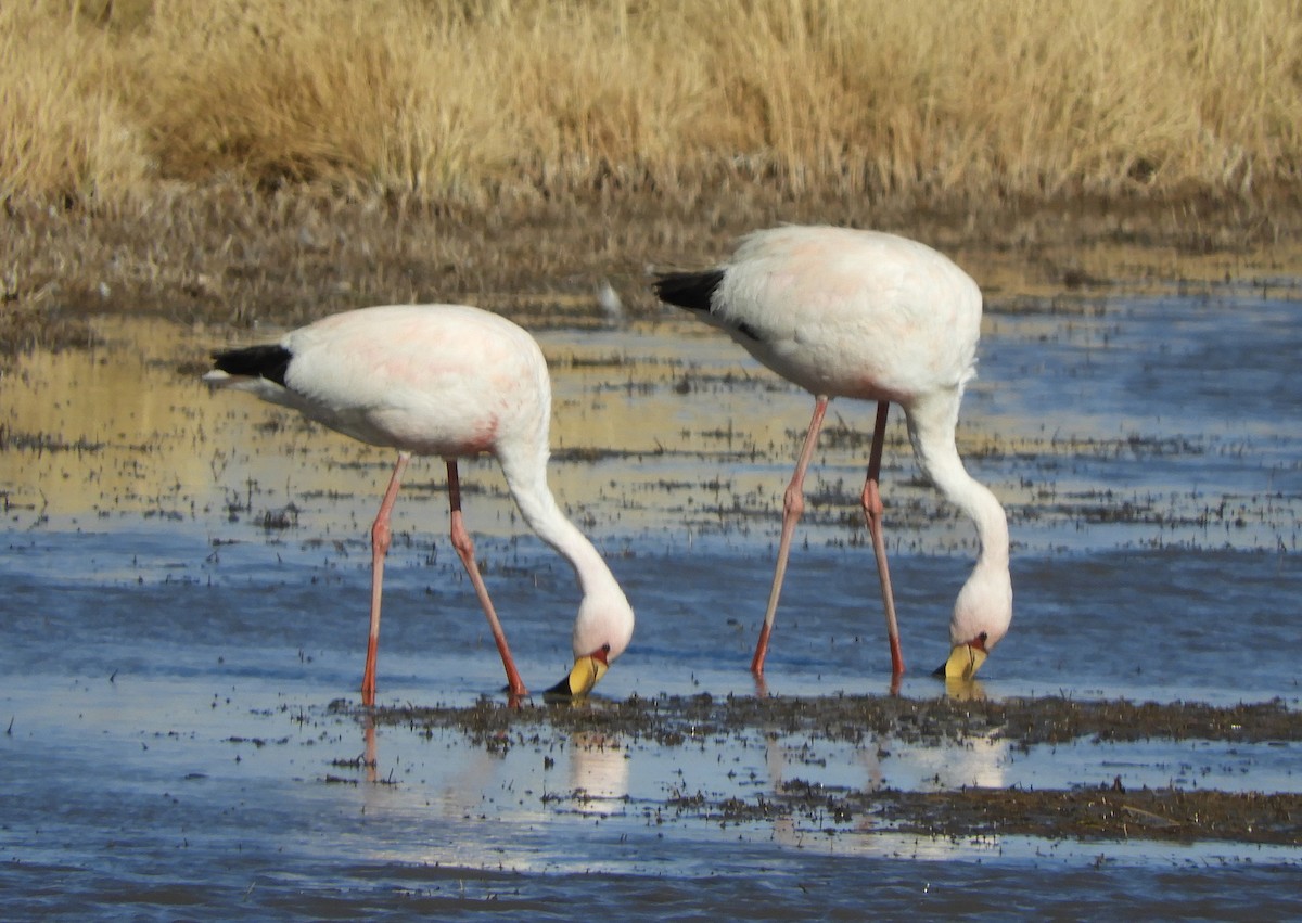 James's Flamingo - ML641729766