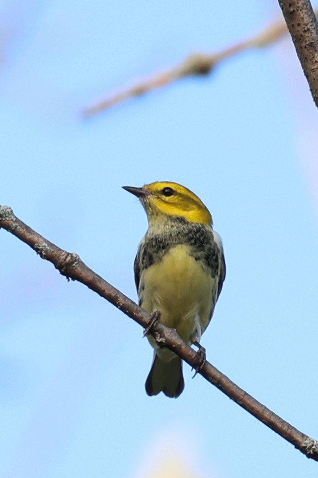 Black-throated Green Warbler - ML641729767