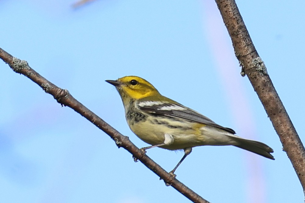 Black-throated Green Warbler - ML641729768