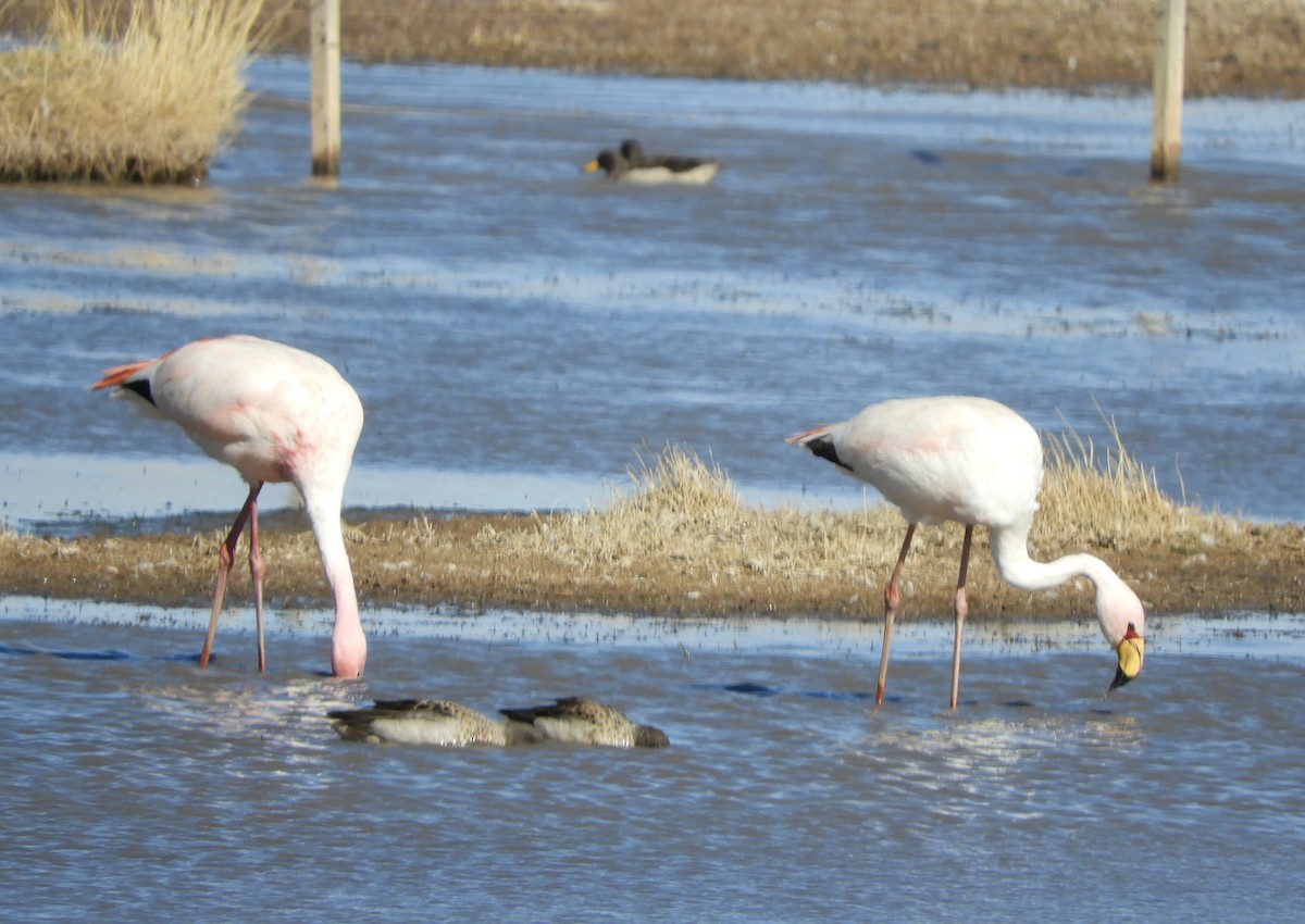 James's Flamingo - ML641729770