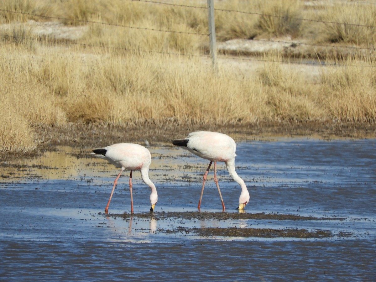 James's Flamingo - ML641729771