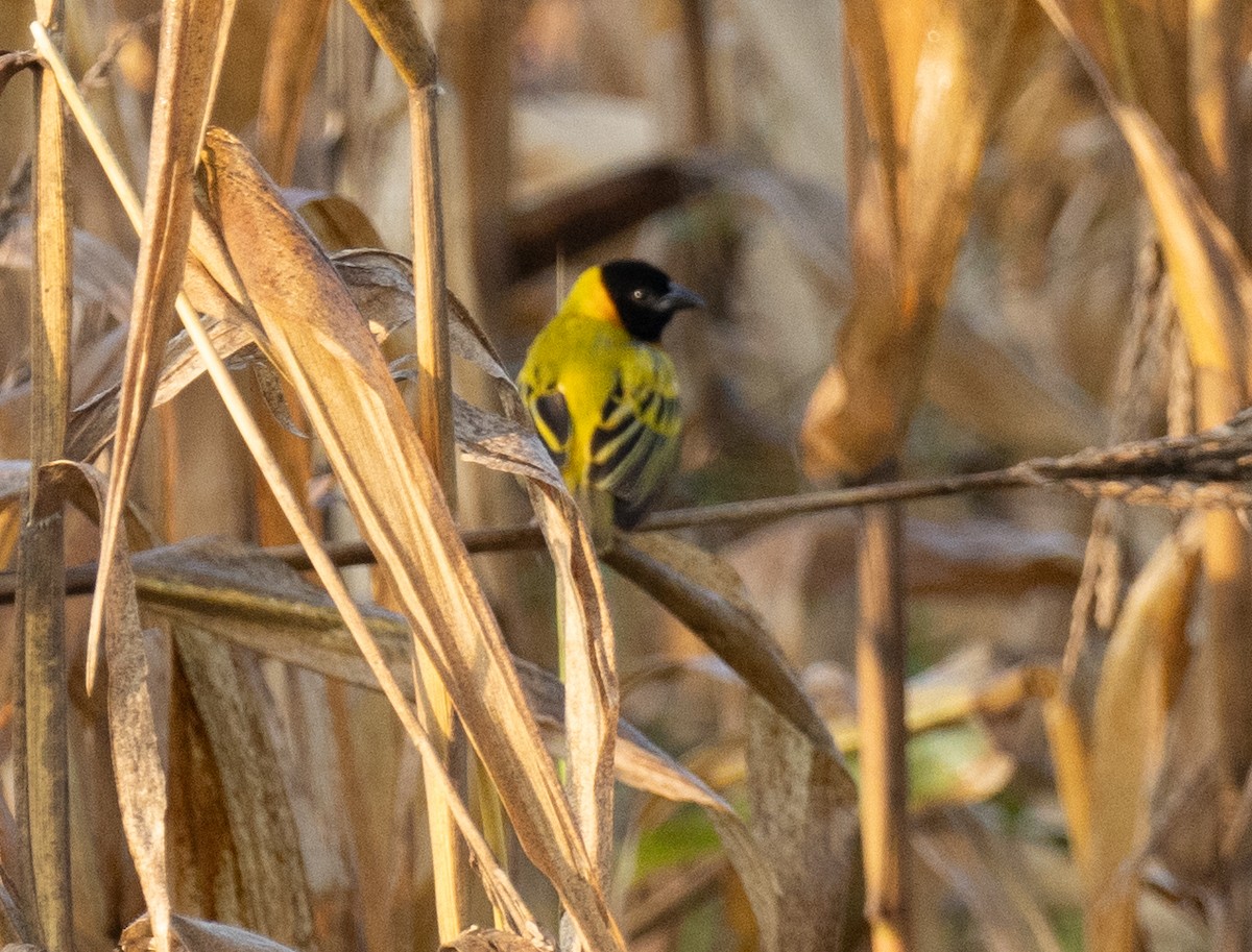 Black-headed Weaver - ML641729784