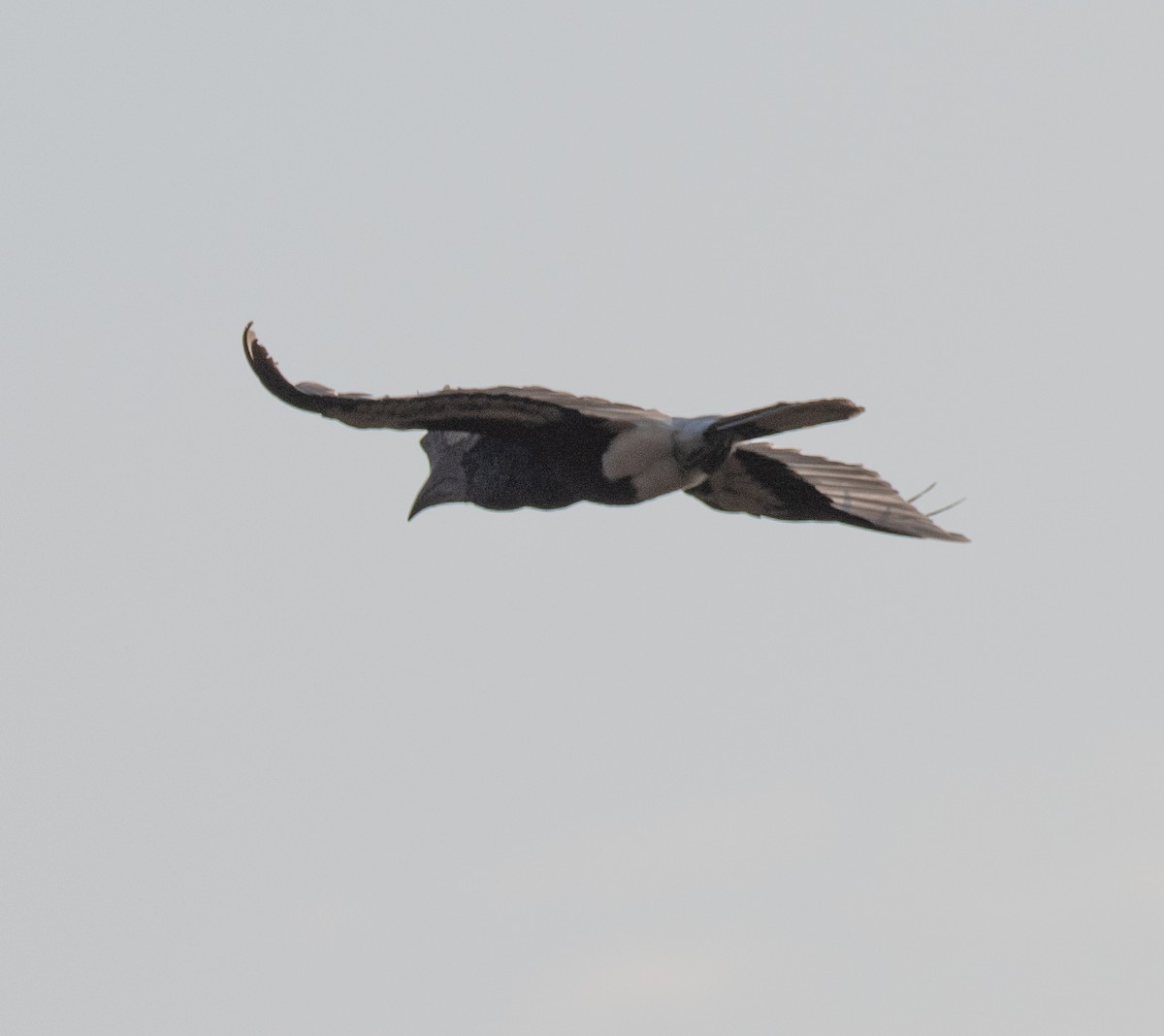 Grauwangen-Hornvogel - ML641729789
