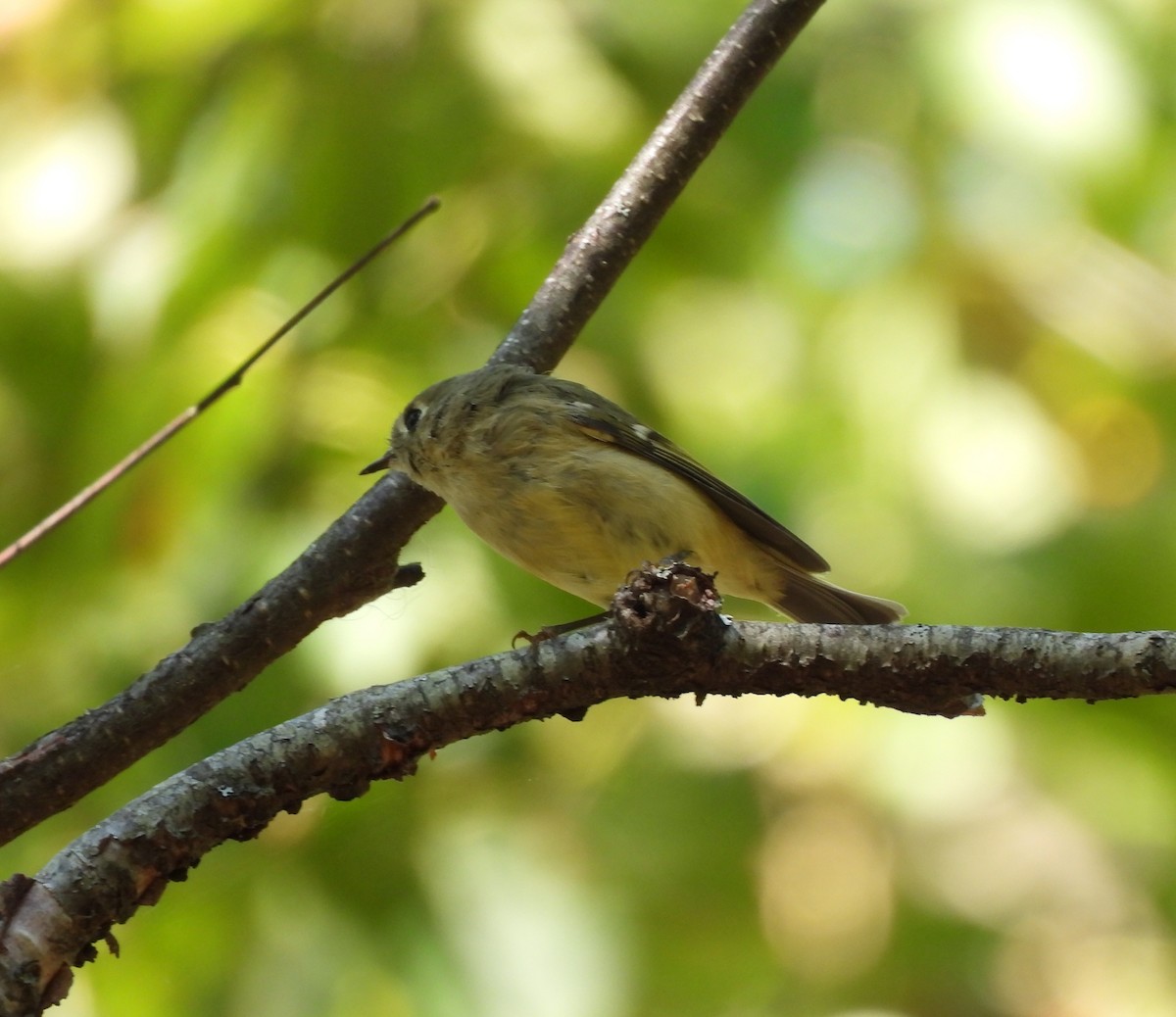 Ruby-crowned Kinglet - ML641729825