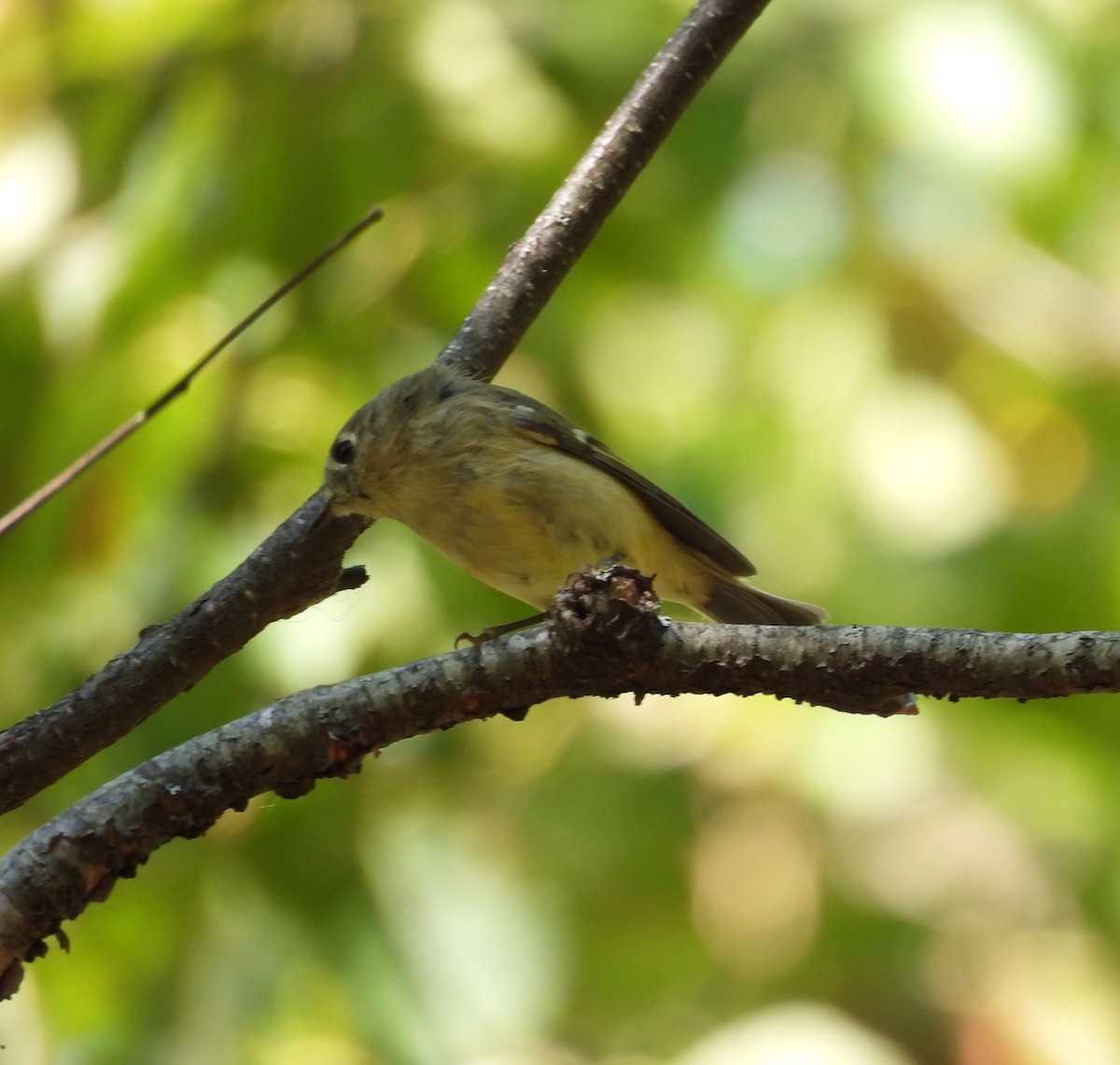 Ruby-crowned Kinglet - ML641729826