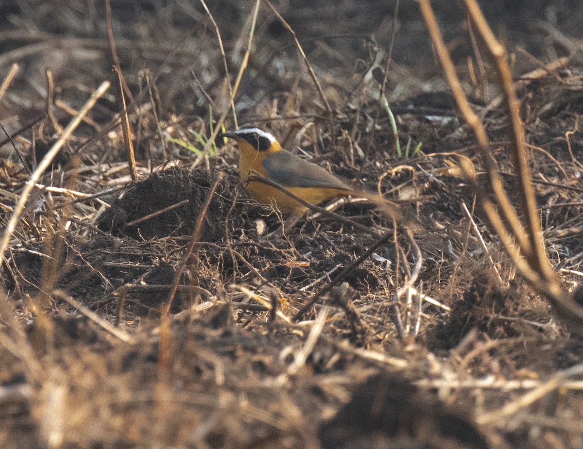White-browed Robin-Chat - ML641729827