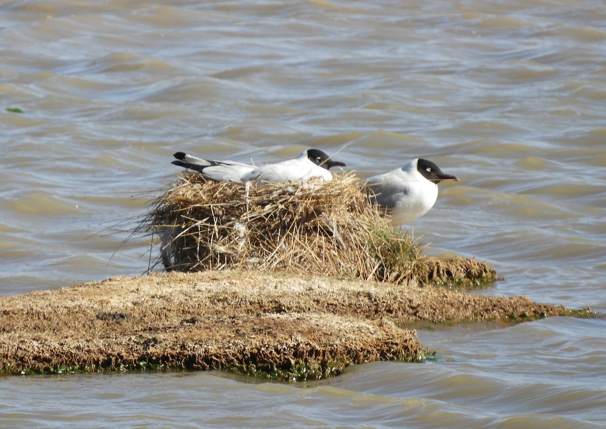 Andean Gull - ML641729831