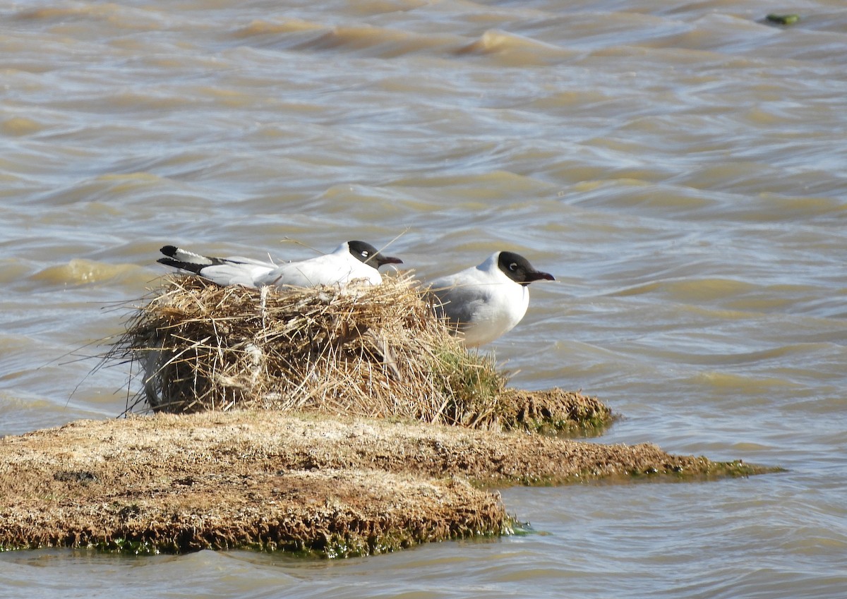 Andean Gull - ML641729832