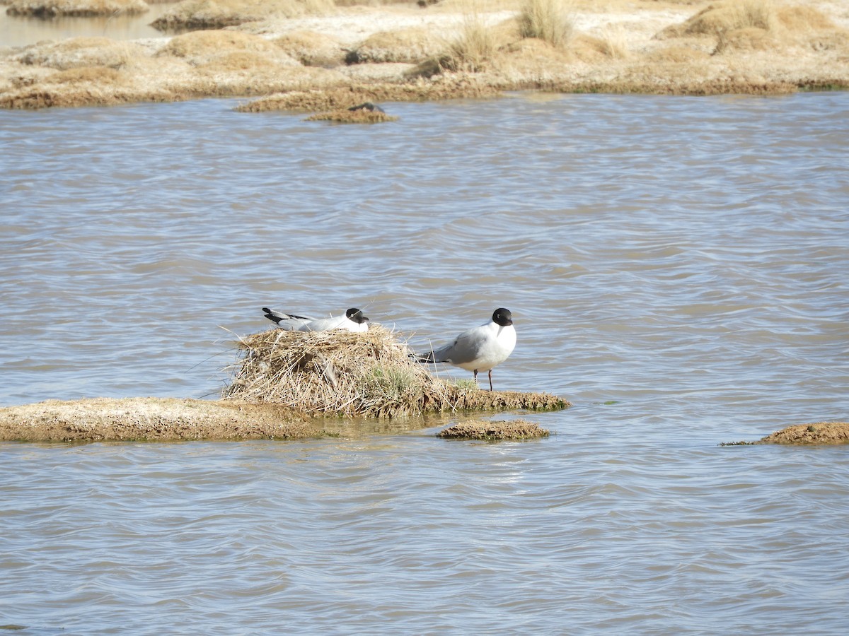 Andean Gull - ML641729834