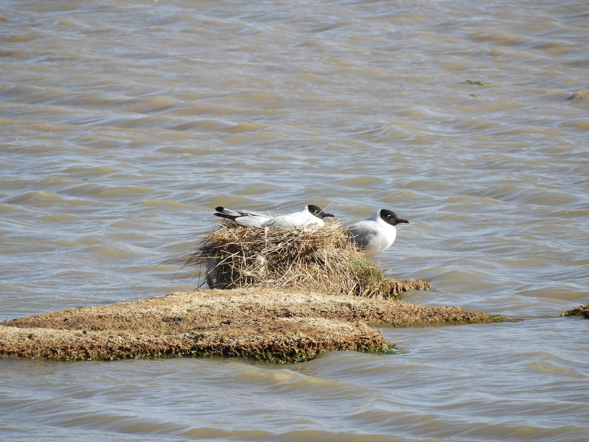 Andean Gull - ML641729835