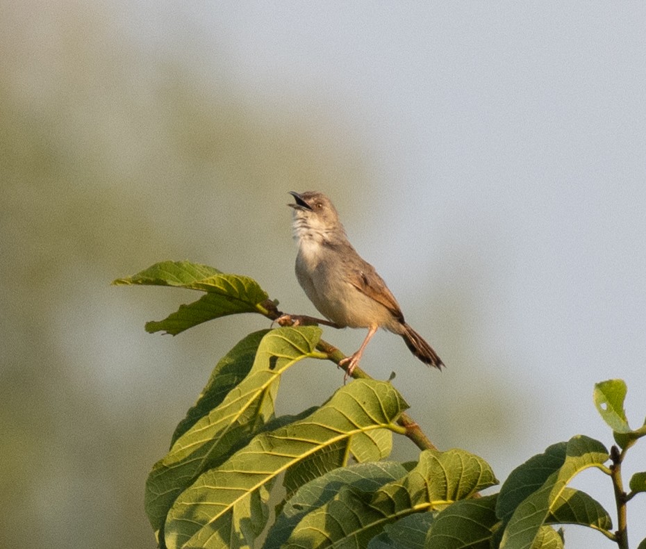 Whistling Cisticola - ML641729836