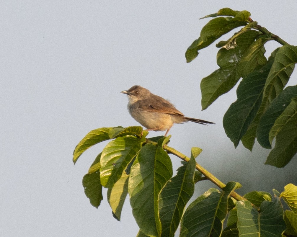 Whistling Cisticola - ML641729838