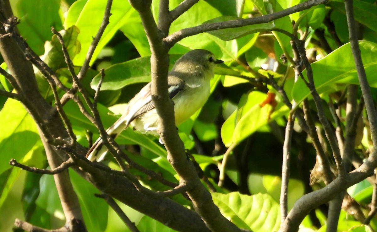 Lesser Wagtail-Tyrant - ML641729852
