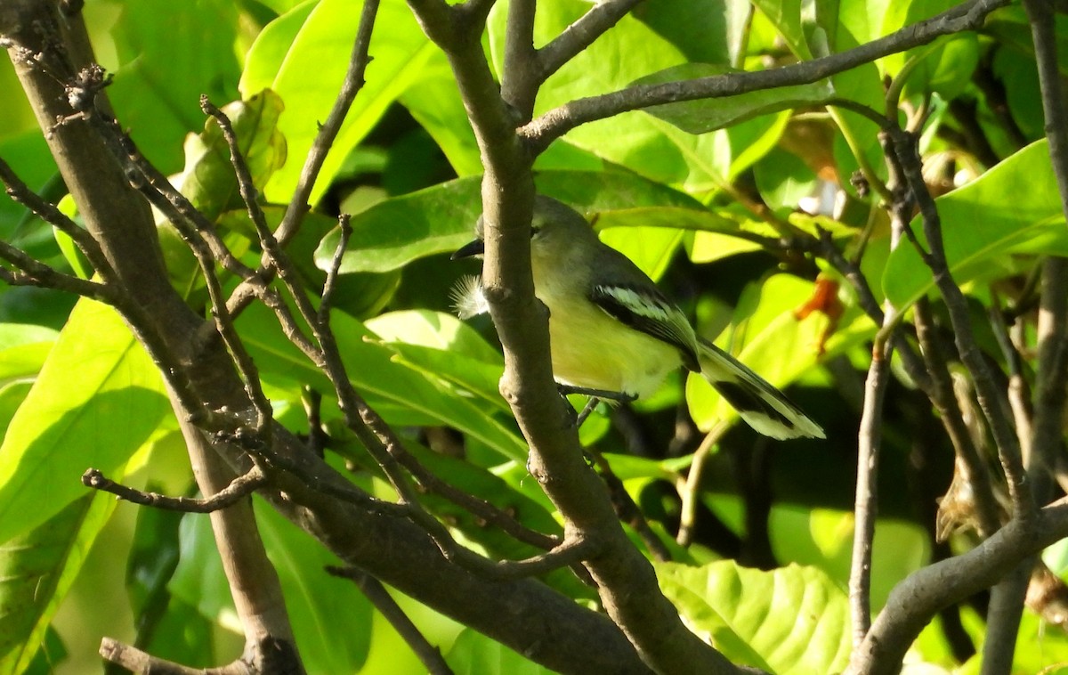 Lesser Wagtail-Tyrant - ML641729853