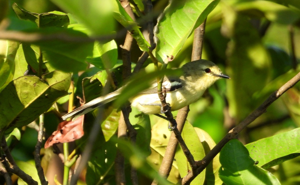 Lesser Wagtail-Tyrant - ML641729872