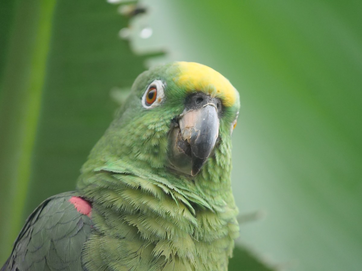 Yellow-crowned Amazon - ML641729873