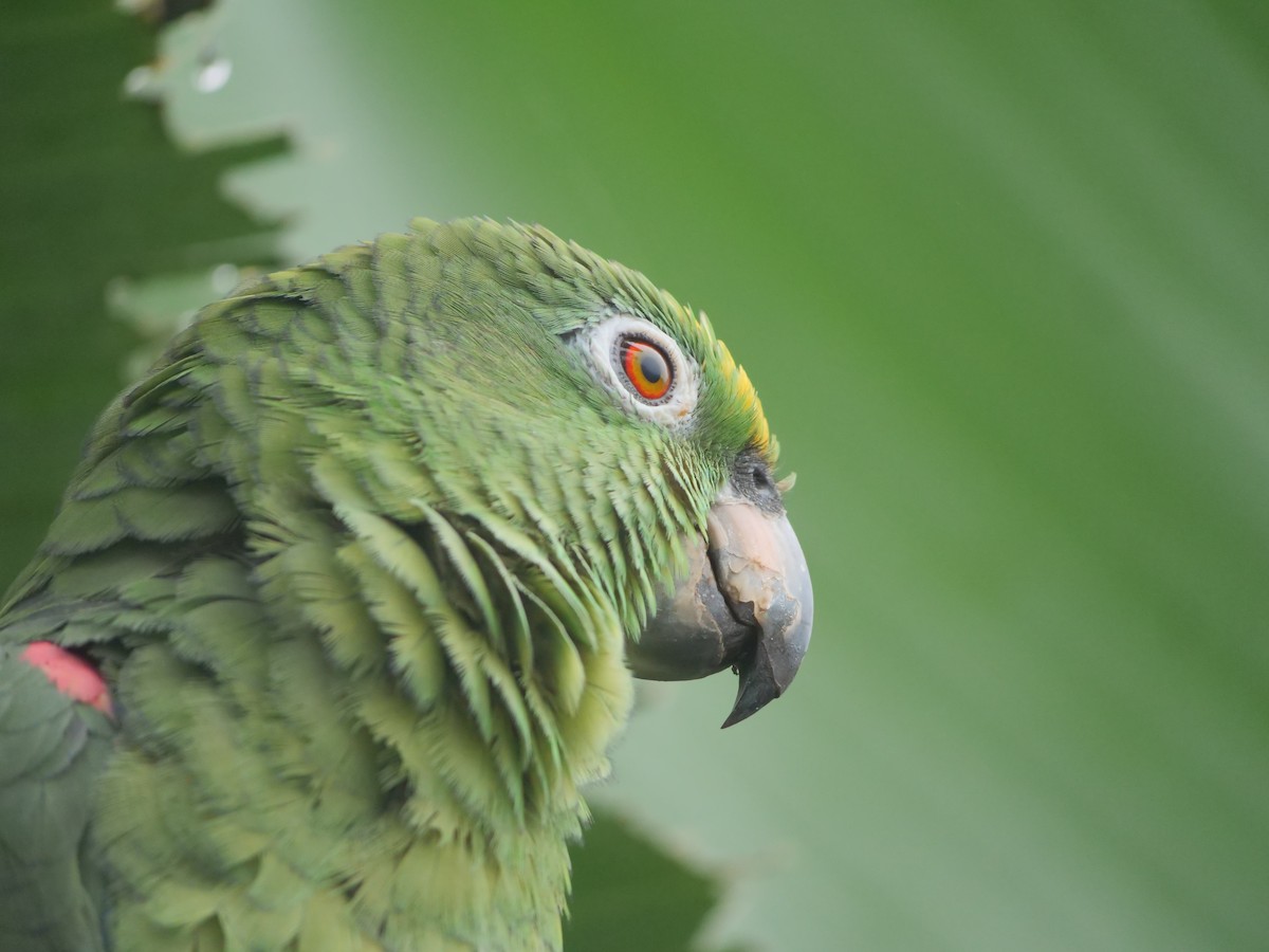 Yellow-crowned Amazon - ML641729874