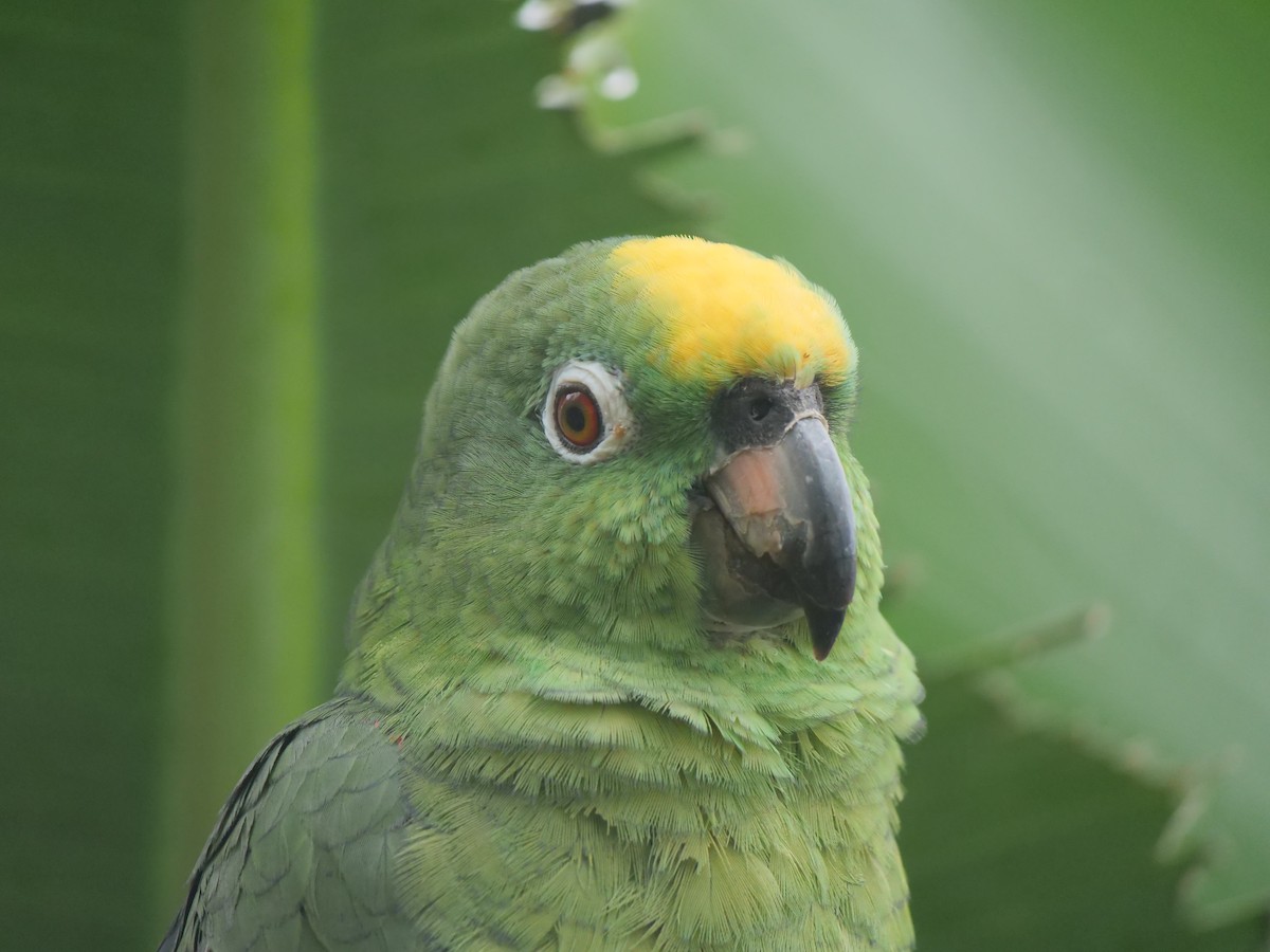 Yellow-crowned Amazon - ML641729875
