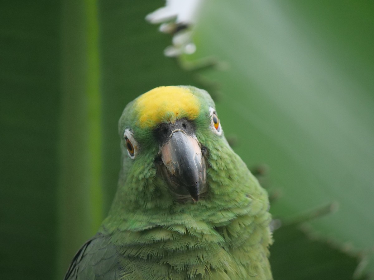 Yellow-crowned Amazon - ML641729876