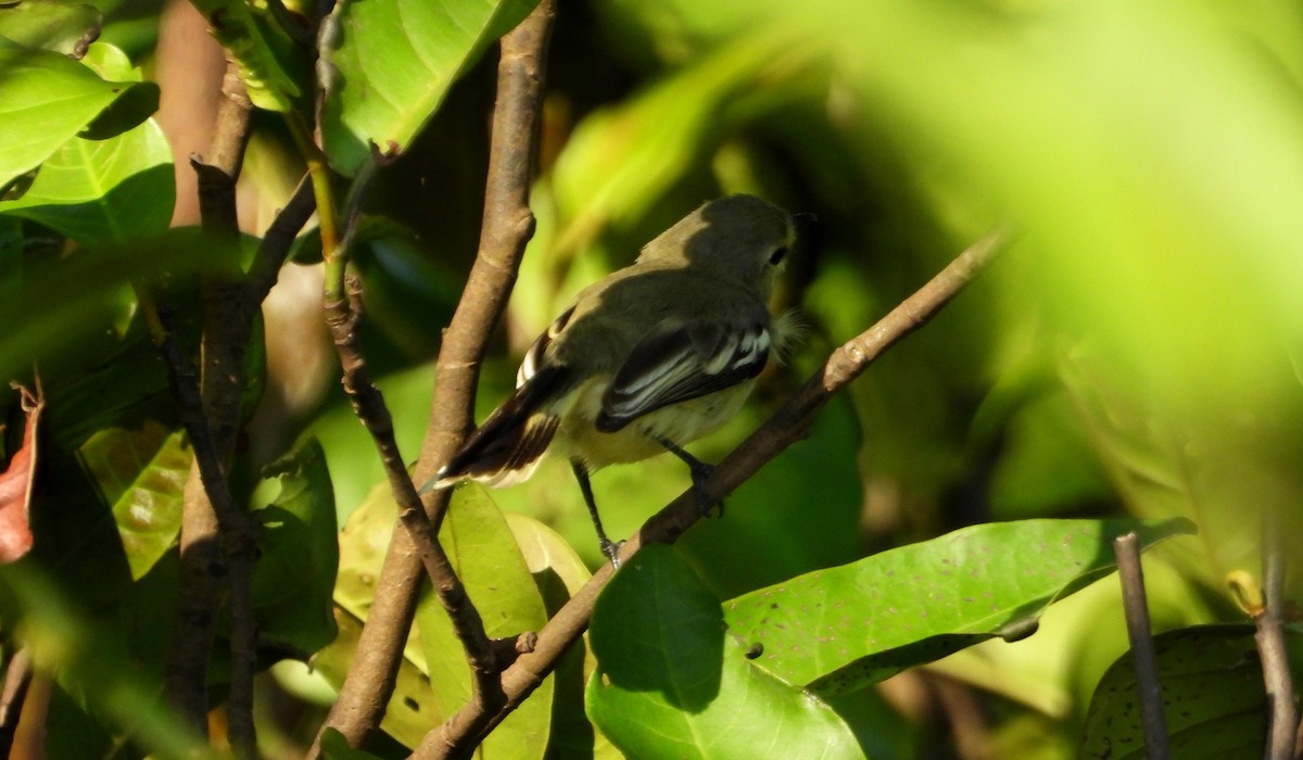 Lesser Wagtail-Tyrant - ML641729878