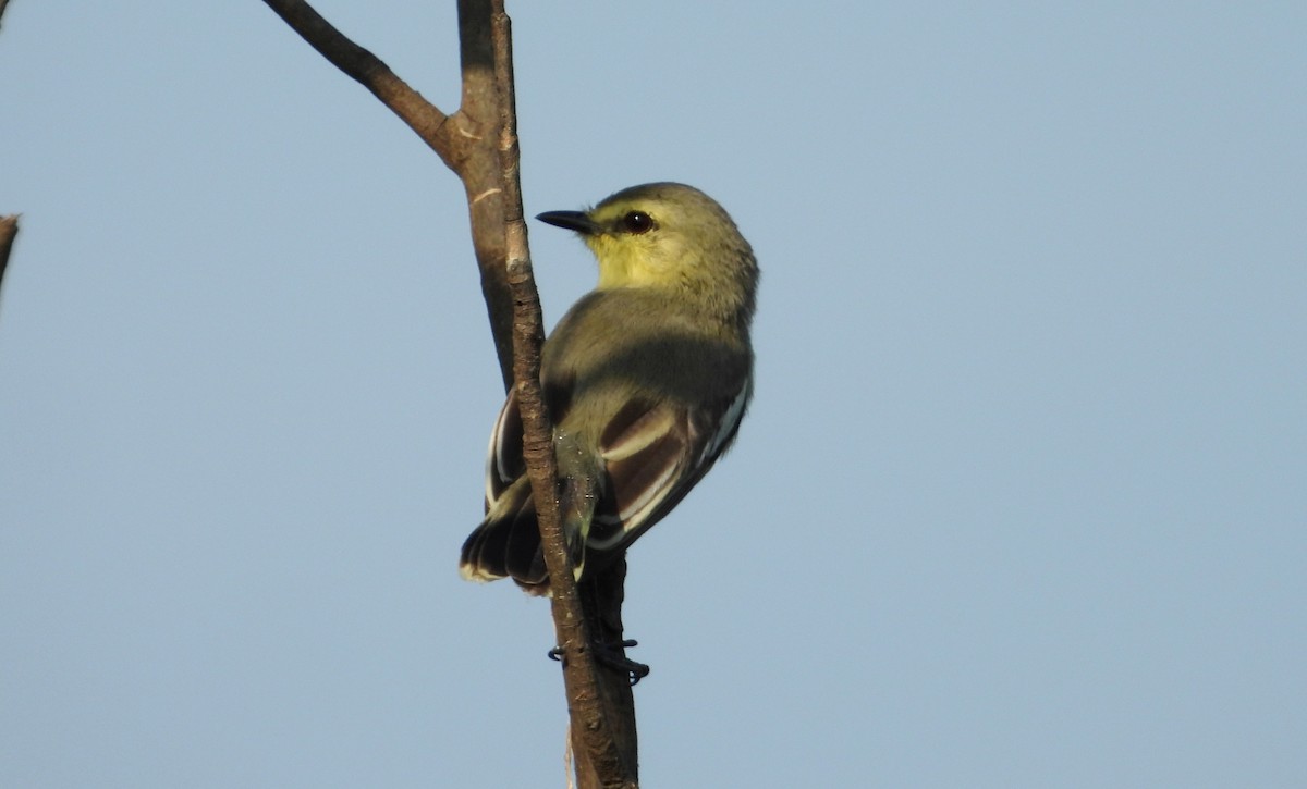 Lesser Wagtail-Tyrant - ML641729889
