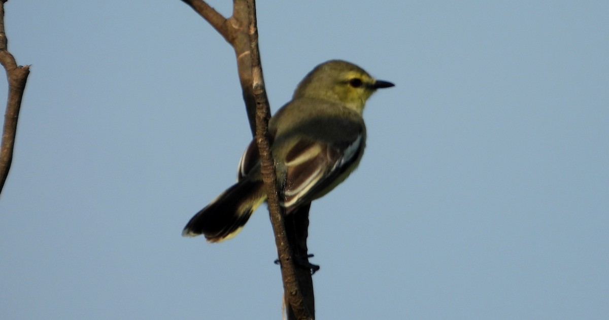 Lesser Wagtail-Tyrant - ML641729895