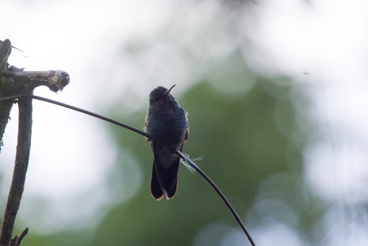 White-vented Plumeleteer (Ecuadorian) - ML641729898