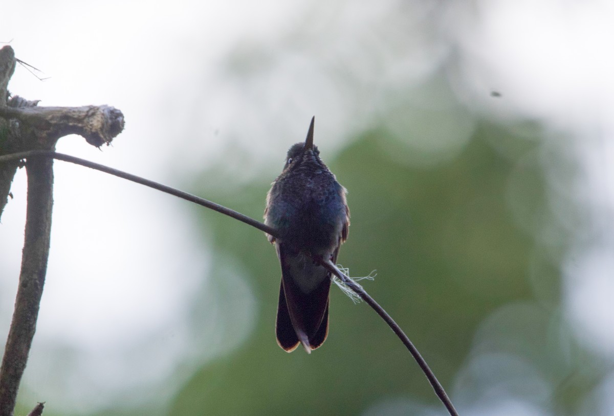 White-vented Plumeleteer (Ecuadorian) - ML641729899