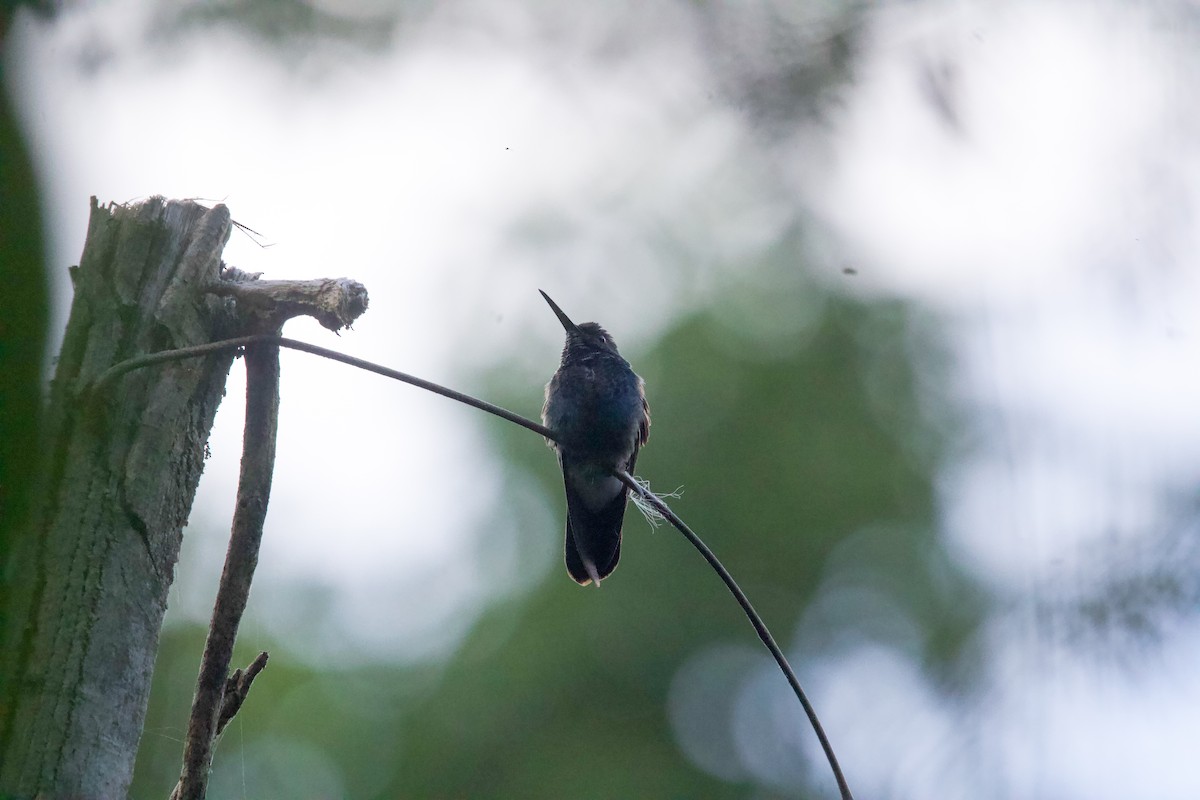 White-vented Plumeleteer (Ecuadorian) - ML641729900