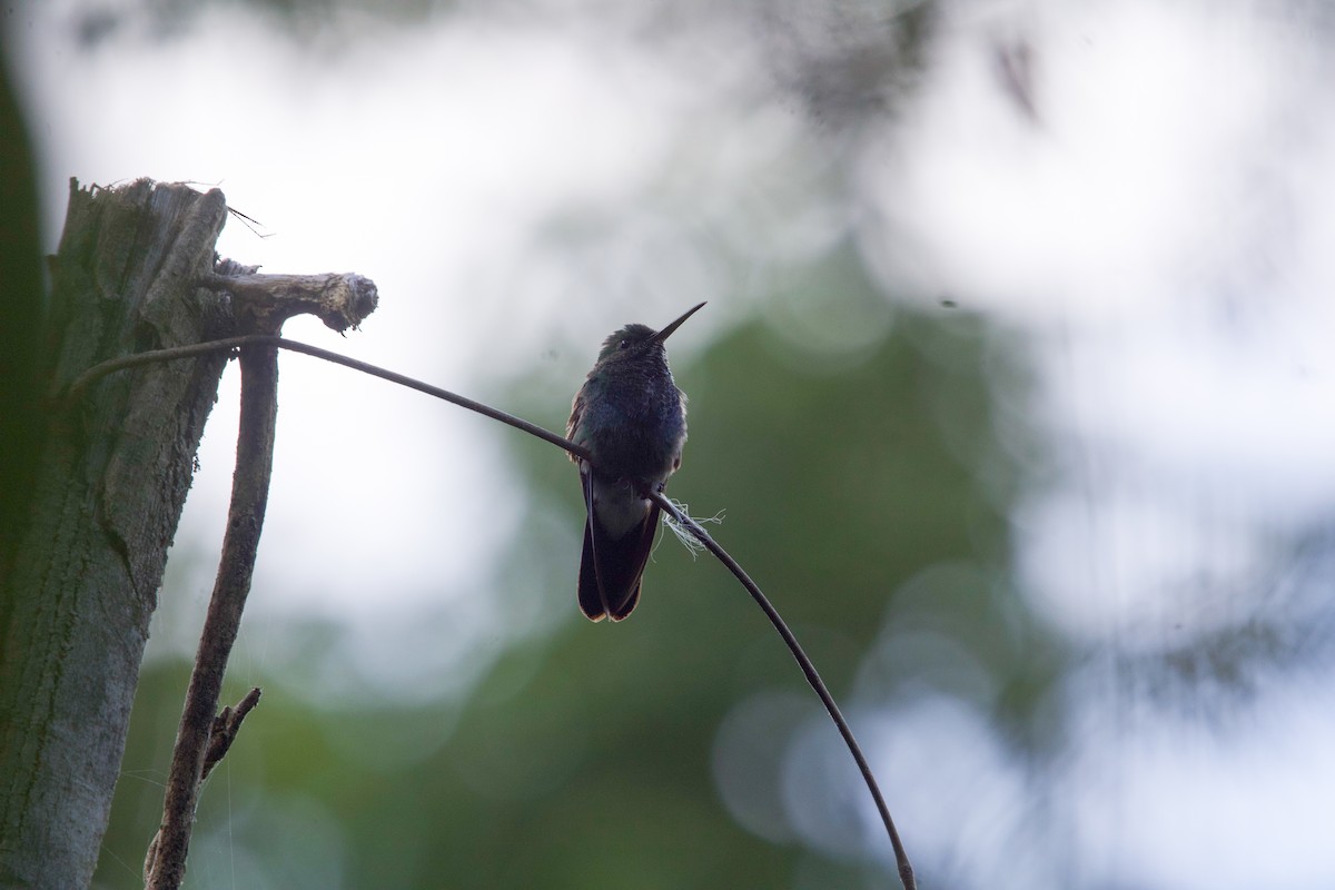 White-vented Plumeleteer (Ecuadorian) - ML641729901