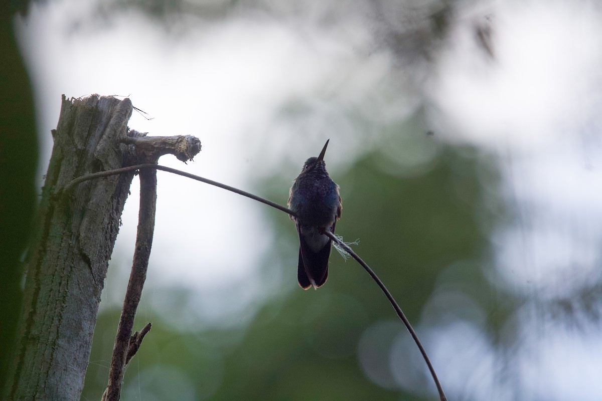 White-vented Plumeleteer (Ecuadorian) - ML641729902