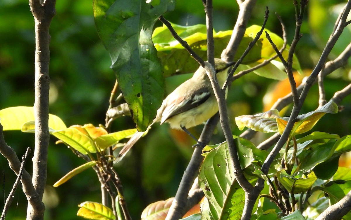 Lesser Wagtail-Tyrant - ML641729903