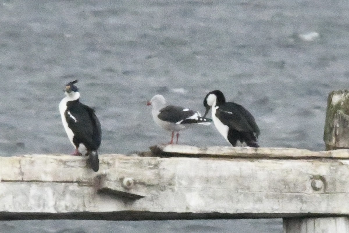 Dolphin Gull - ML641729914