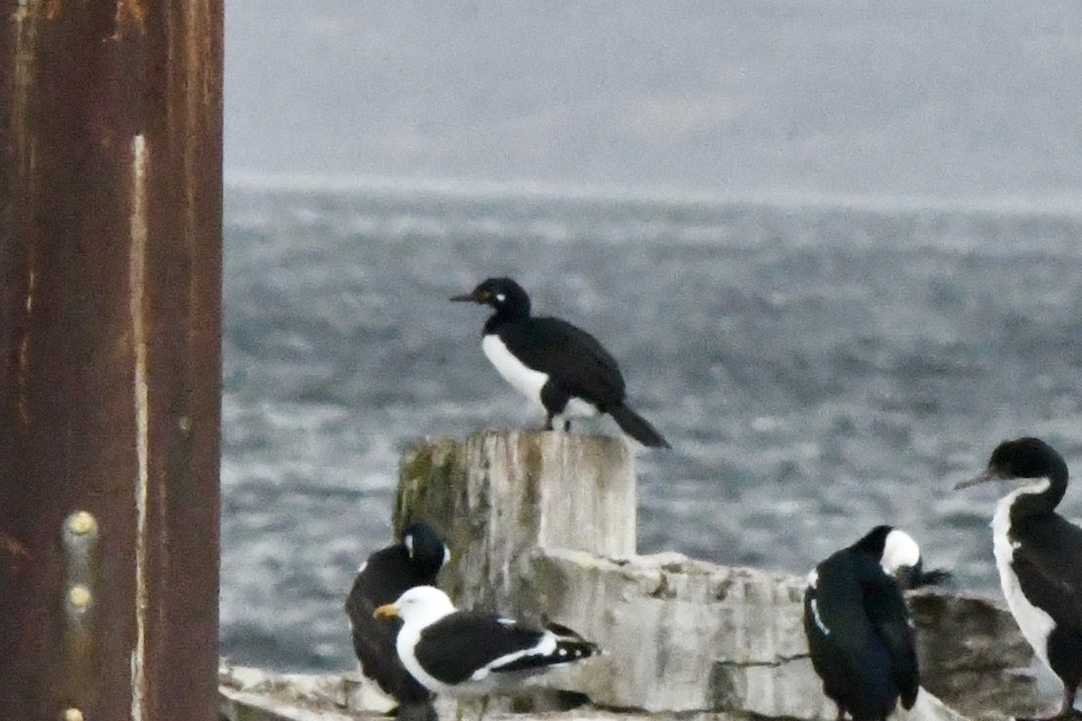 Magellanic Cormorant - ML641729921