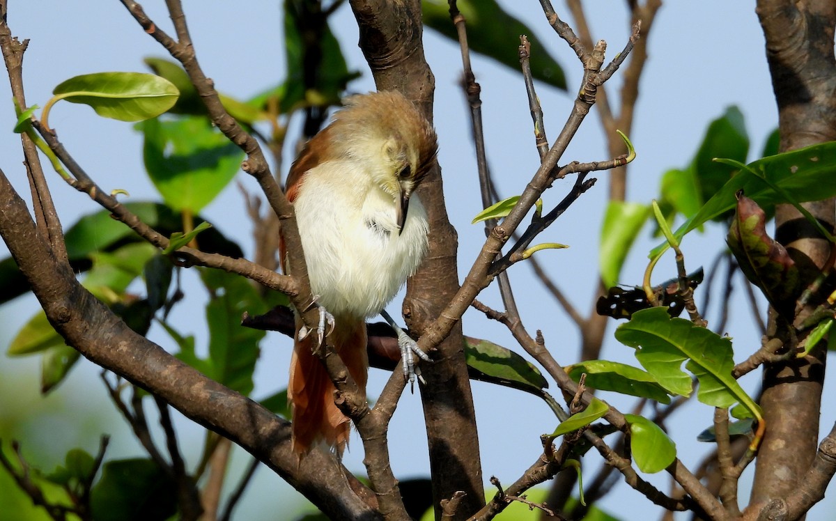 Yellow-chinned Spinetail - ML641729924