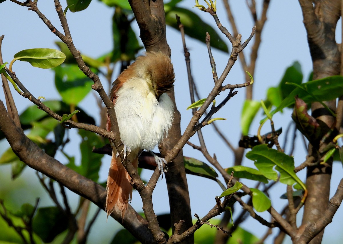 Yellow-chinned Spinetail - ML641729926