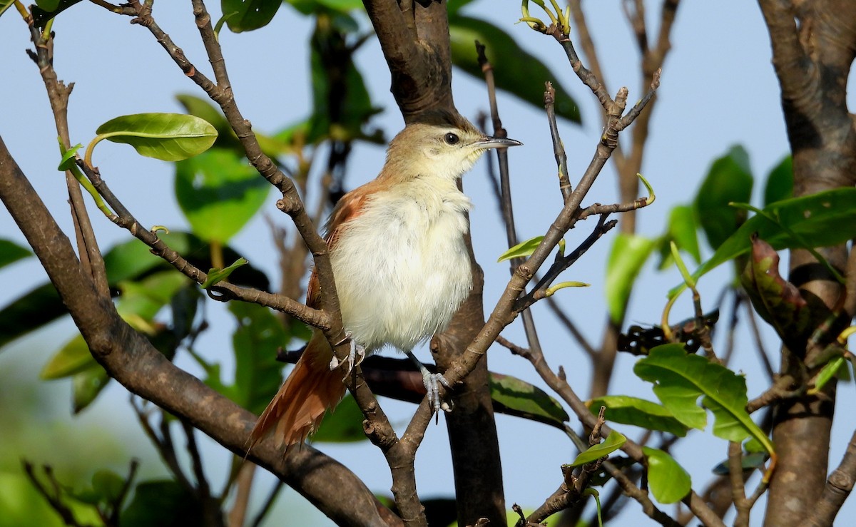 Yellow-chinned Spinetail - ML641729927