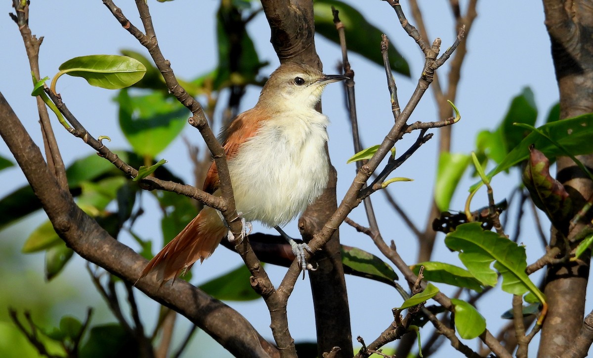 Yellow-chinned Spinetail - ML641729928