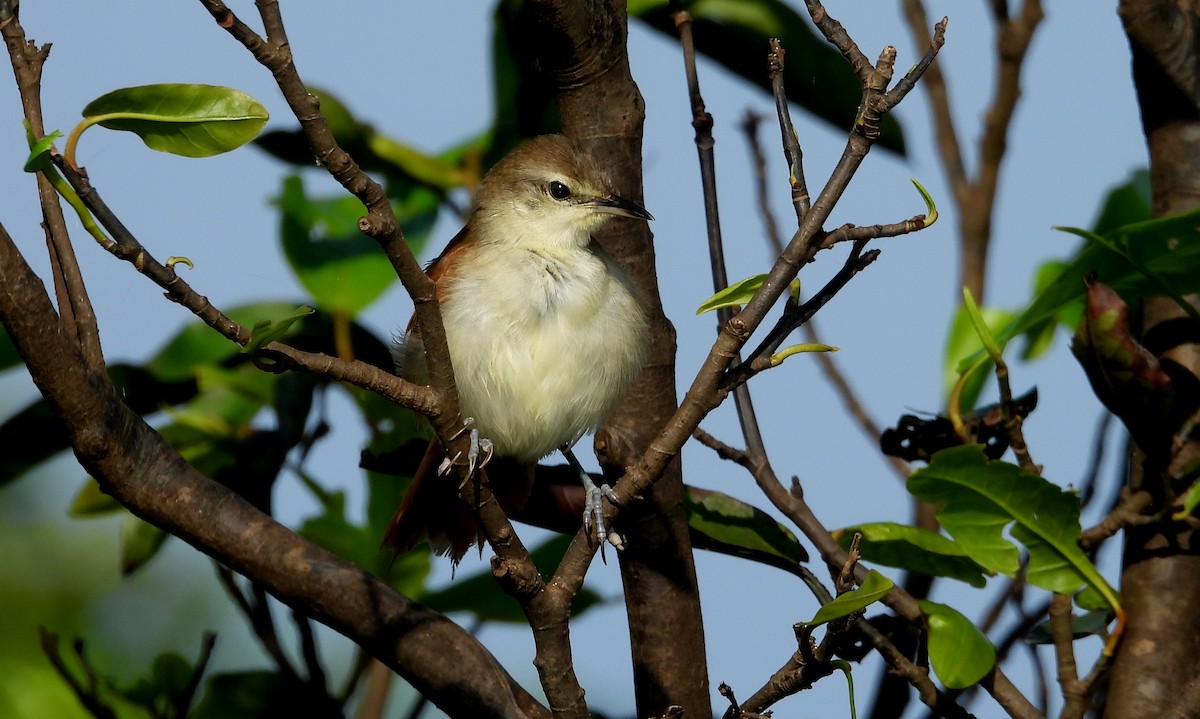 Yellow-chinned Spinetail - ML641729929