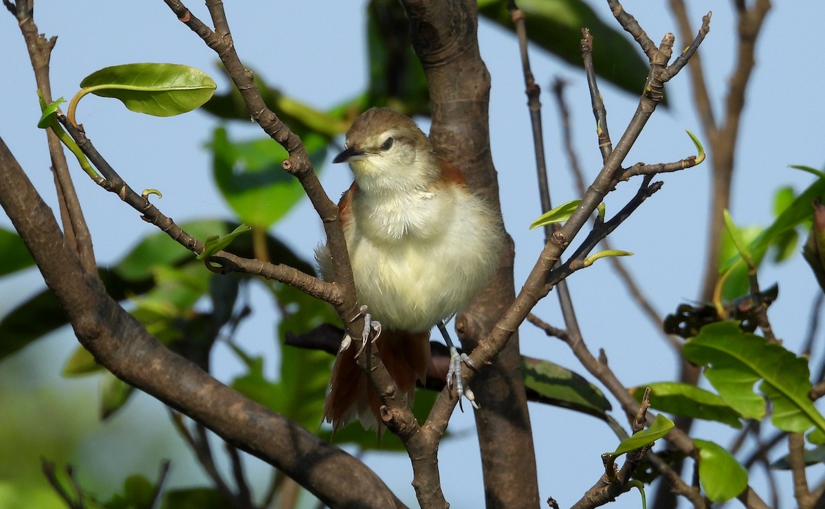Yellow-chinned Spinetail - ML641729930