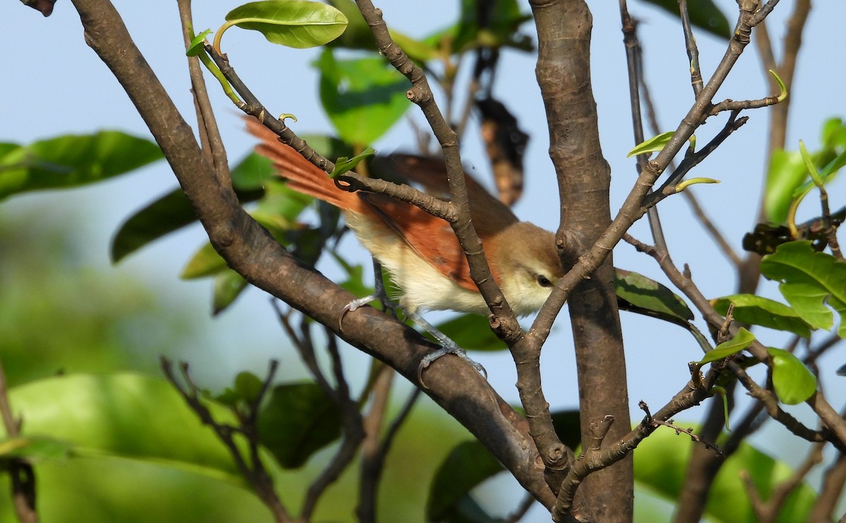 Yellow-chinned Spinetail - ML641729931